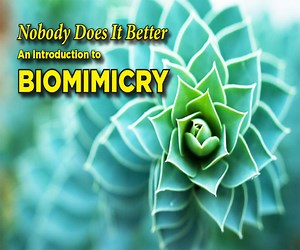 Nobody Does It Better! An Introduction to Biomimicry