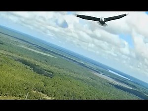 RC Glider Soaring with Eagles