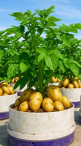 You don’t need a backyard to grow big, healthy potatoes. This simple tub method creates strong roots, fast growth, and harvests much larger than expected. Perfect for balconies, patios, and anyone who loves easy homegrown vegetables. #UrbanGardening #PotatoGrowing #ContainerGardening #SmallSpaceLiving #DIYGarden #GrowYourOwnFood #originalcontent | H&H Gardening World