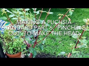 Making A fuchsia Standard Part 6 'Pinching Out' To Make The Head
