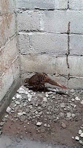 salted female golden pheasant