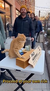 This Orange Cat Lets You Hug Lions and Leopards… At Your Own Risk #cat #lion #leopard #AI | Chunky Cat and Friends