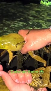 Catchin frogs, people! 🐸 #frogs #Louisiana | Outside the Levees