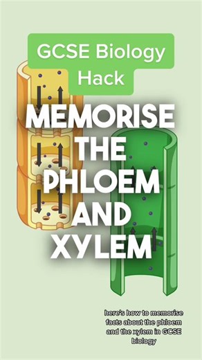 How to memorise facts on the Xylem and Phloem 🌱 Unlock the secrets of plant transport systems 🌳 #GCSEBiology #PhloemAndXylem #Revision