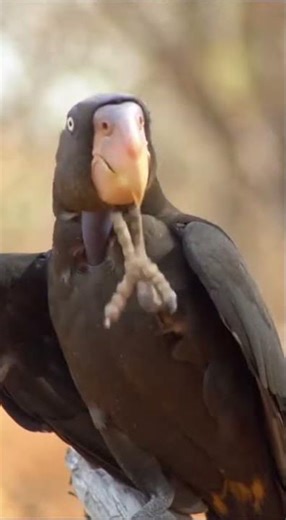 “Meet One of the Rarest Parrots on Earth” #exoticbirds #birds #birdingparadise #parrot