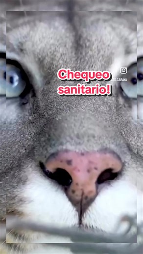 Chequeo sanitario para el sector carnívoros ❤️ #pumas #santuario #zorros #conservation #ProyectoPuma #rescateanimal #faunasilvestre #proyectocaraya #ayudanosaayudar #noalmascotismo #animal #paratii #rescate