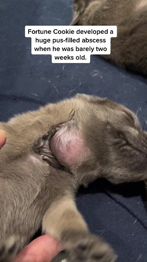 Dog Abscess: Drainage, Antibiotics, and Probiotics