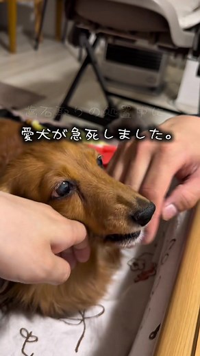 愛犬の急死、歯石取り中の悲劇