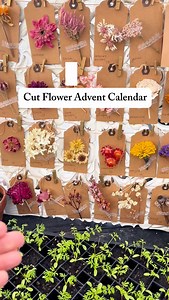 Day 2 of the Cut Flower Advent Calendar. Join me as we walk through 24 days of blooms to add to your cut flower garden. Calendula comes in varying shades of yellows and oranges but the cutest buttery yellow one has to be ‘Ivory Princess’ Calendula. It was a workhorse in my garden churning out more blooms as I cut them. I find myself not using them in fresh arrangements so much but more so drying them. Calendula really shines as a dried flower. A perfect pop to this dried flower fall wreath and w