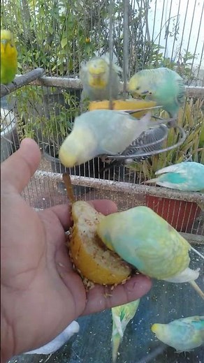 Baby Budgie Trying to Play for the First Time 🐣😍
