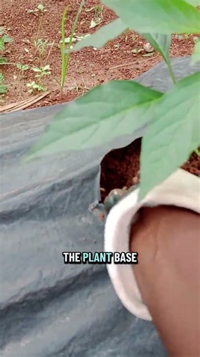 Adding fertilizer to my pepper plants 🌶️ Follow for more. #fyp #hotpepper #farming #agriculture