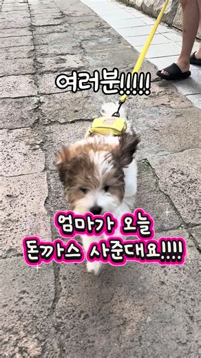 엄마가 돈까스 사준다 했는데 저… 뭔가 없어진 거 같은데요..? . . . #강#강아지멍#멍스타그램강아지틱톡#강아지ᄐ #사지말고입양하세요