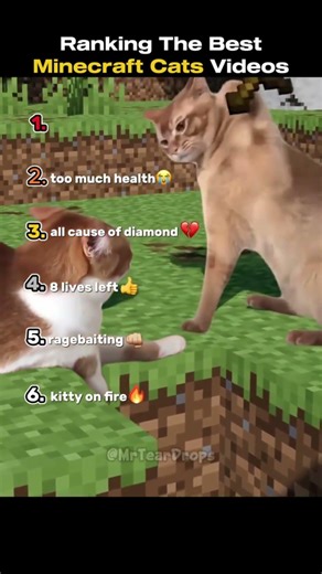 funny Minecraft whit real cats