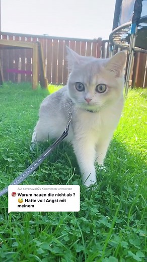 Sinascolorcats on TikTok