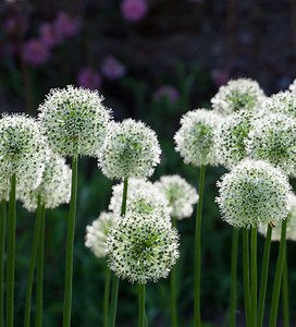 Allium stipitatum 'Mount Everest'