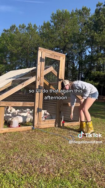 Homesteading Routine for Raising Cornish Cross Meat Chickens