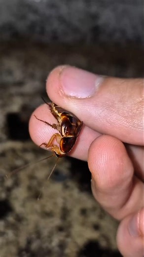 Tiny Ant Army Attacks Cockroach! #shortsfeed #insects