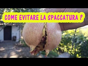 Come evitare la spaccatura del melograno / melagrana? Perché le mie melagrane si spaccano? Cracking