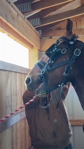 Ralph Rice putting a bitting harness on a horse he’ll be training over the next several months.