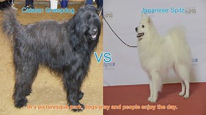 Comparing Catalan Sheepdog and Japanese Spitz: A Comprehensive Guide