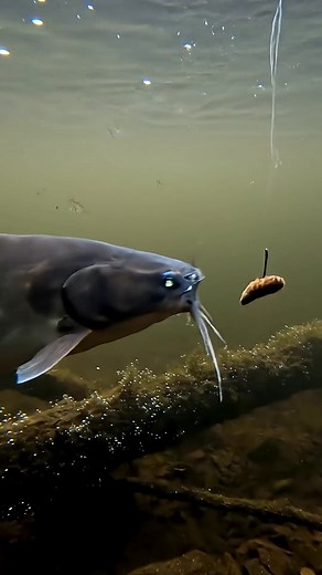 216K views · 1.1K reactions |  The Fish Jumped Out and His Reaction Went Viral! 藍 #fishingtrip #hukfishing #fishinglife #riverfish #fish | Kartic Lifestyle | Facebook