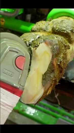 FIXING this COW'S HOOF 😀