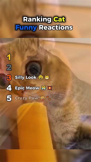 Ranking Cat Funny Reactions 😹🐱 Hilarious Cats || #catshorts #funnycats ‪@PawPals3‬