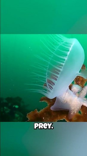 Sea Slugs: They Hunt with Their HEADS?! This Bizarre Creature Will Amaze You!