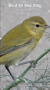 Tennessee Warbler - Our Bird of the Day