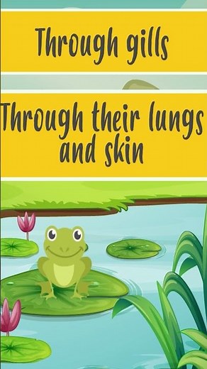 🐸 Amphibians breathe through their skin and lungs! Incredible! 🌱 | ‪@HappyLearningENG‬