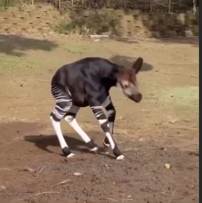 The Okapi