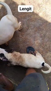 #teu kaop malaweung | Ayi Safaat