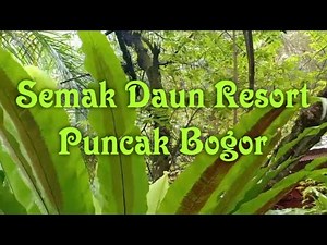 Semak Daun Resort Puncak Bogor