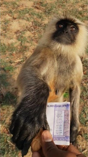 Funny Monkey Moments 😂Cute Baby Monkey 🐵Smart Monkey Tricks 🔥