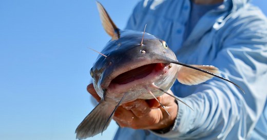 Catfish a plenty in the Snake River [video]