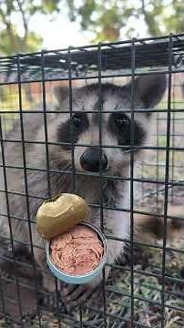 How to Get Rid of Raccoons Fast! Humane & Effective Tips for #RaccoonRemoval #wildlife