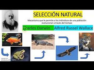 SELECCIÓN NATURAL