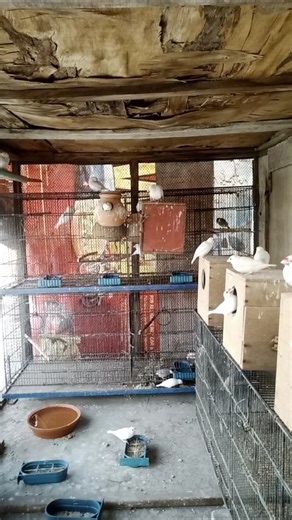 morning routine with white java sparrow all adult pair #ahpethouse #birds #livestreams