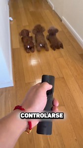 ¡Estos Perros Robóticos Son Geniales! ❤️🐕 | Haziqa