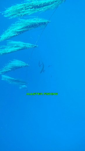 baby shark 🦈 master | Master Fishing