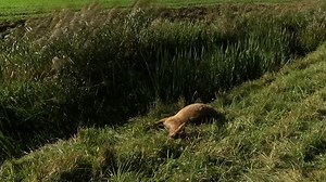 Watch what happens when reindeer hunt for hallucinogenic mushrooms