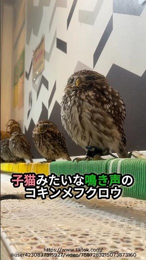 小型フクロウ界の代表 #コキンメフクロウ