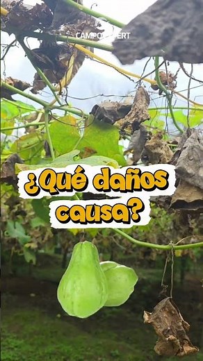 #Cultivodechayote 🤠El ácaro es una de las principales plagas que puede acabar con tu cultivo.