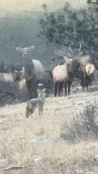 Coyote vs. Elk. Mornings on the Rancho.