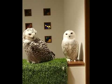 Snowy Owl Duo Showcases a Heartwarming Friendship