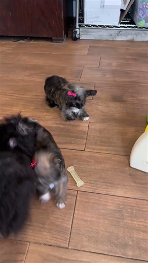 Shorkie females and Male Yorkichon #cutepuppies