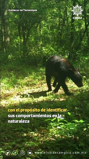 ¡Que oso! Descubren una familia de #osos negros en la Biosfera El Cielo en #Tamaulipas 🐻🍯