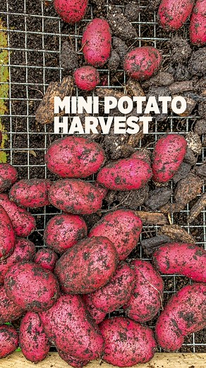 3.2M views · 10K reactions | How cool is it to be able to grow potatoes in a container | Plantedinthegarden | Facebook