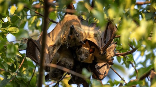 33K views · 568 reactions | You might have a bird house in your yard, but have you ever considered installing a bat house? Attracting bats to your landscape is beneficial because they eat undesirable insects. On this edition of Get It Growing, LSU AgCenter entomologist Aaron Ashbrook explains why bat houses can provide you with many benefits. | LSU AgCenter | Facebook