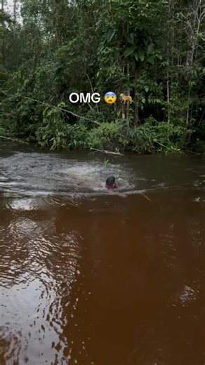 Amazon Rainforest | amazon rainforest